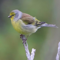 Corsican Finch